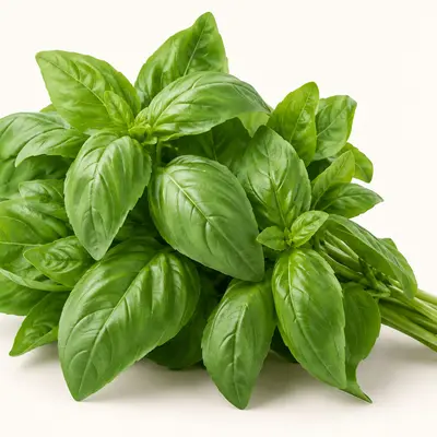 Basil
