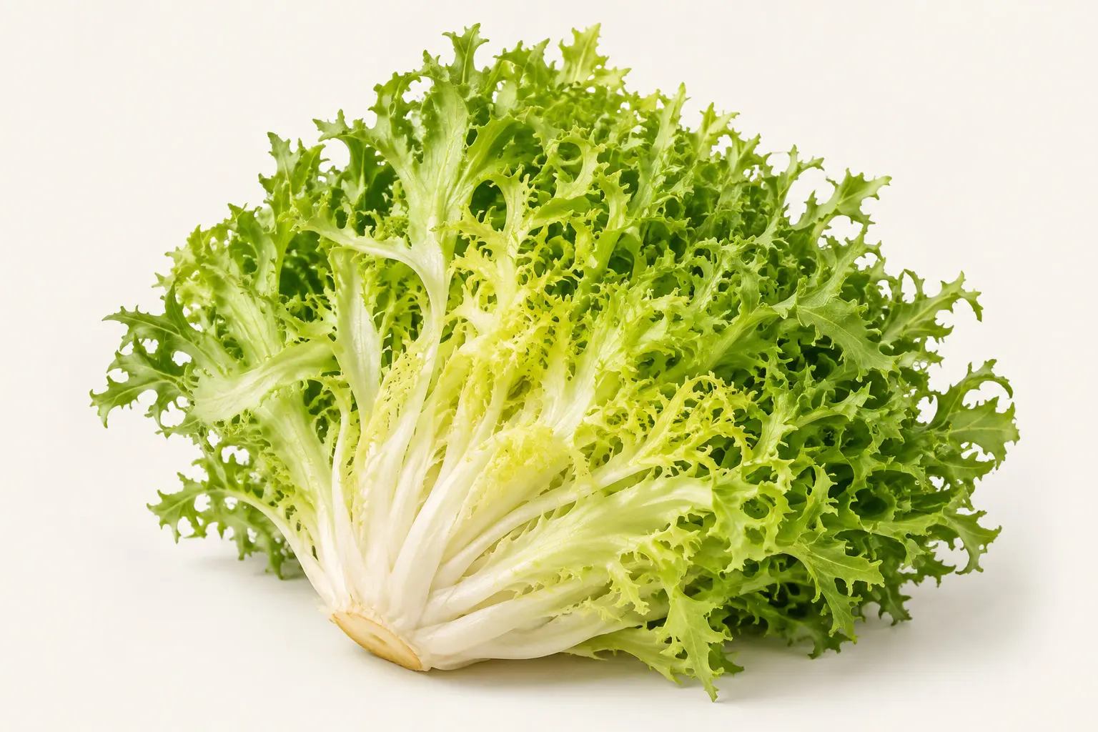 Frisée