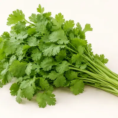 Coriander